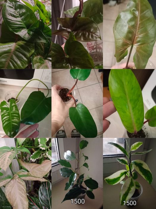 Продам домашнии цветы