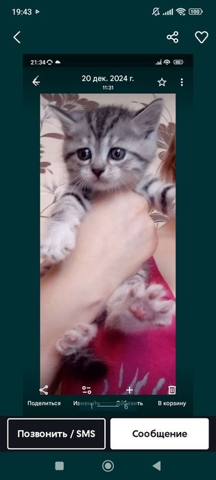 Шотланды 1 месяц
