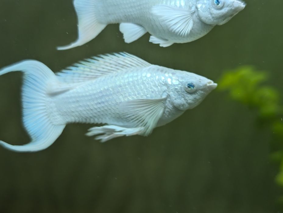 Моллинезия велифера платина