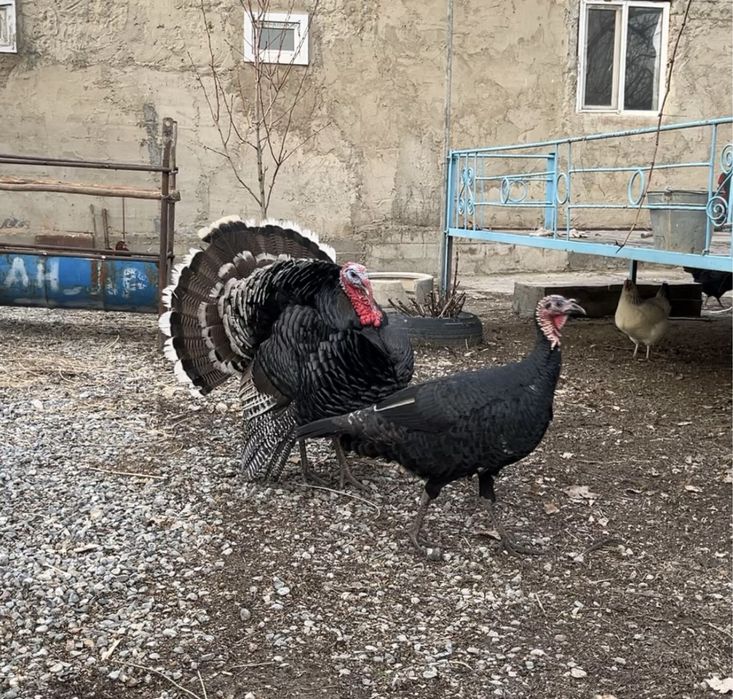 Күpкетауық сатылады/Продаются иHдюки