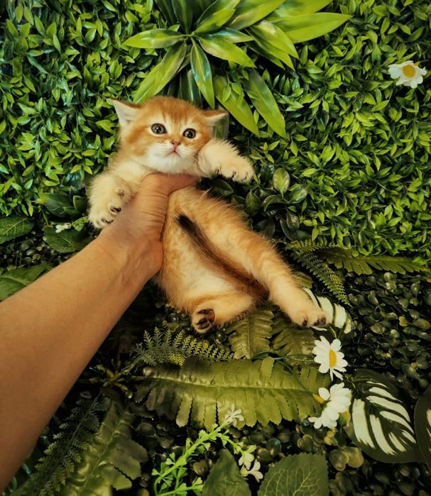 Котята Шиншилла Золотая