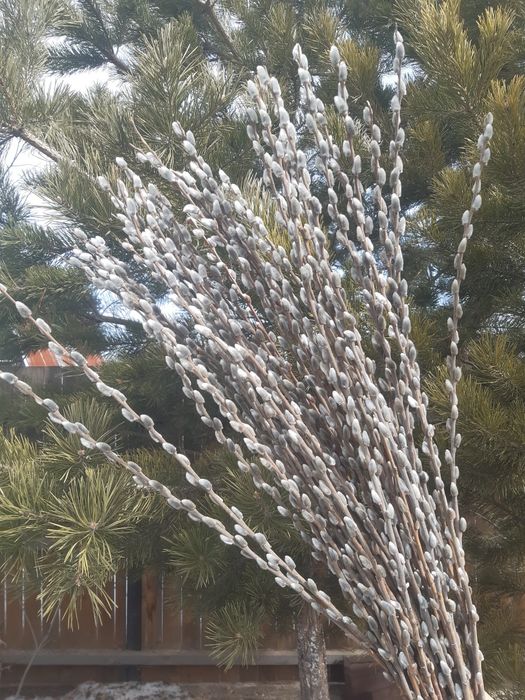 Продам вербу пушистую