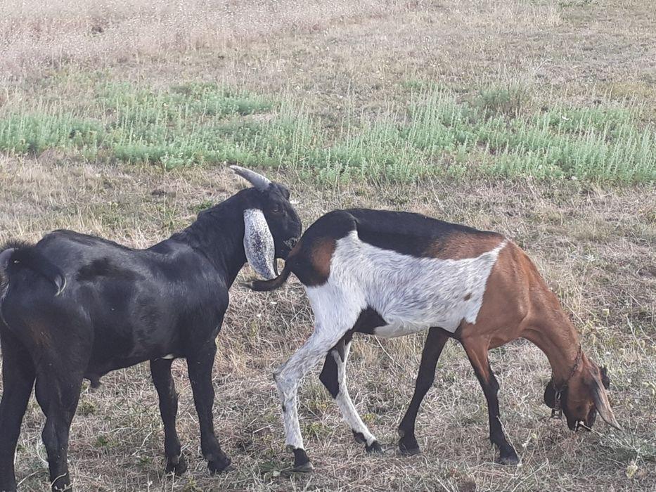 Tap anglonubian  tânăr