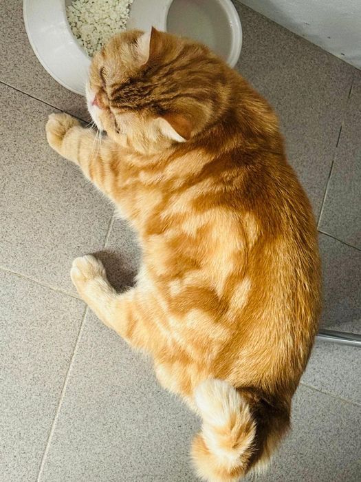 Отдаем в добрые руки!