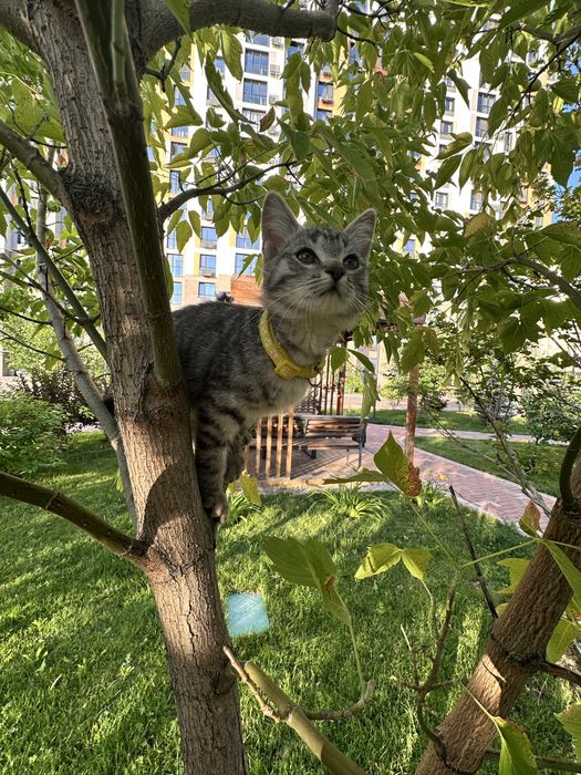 Котята подростки
