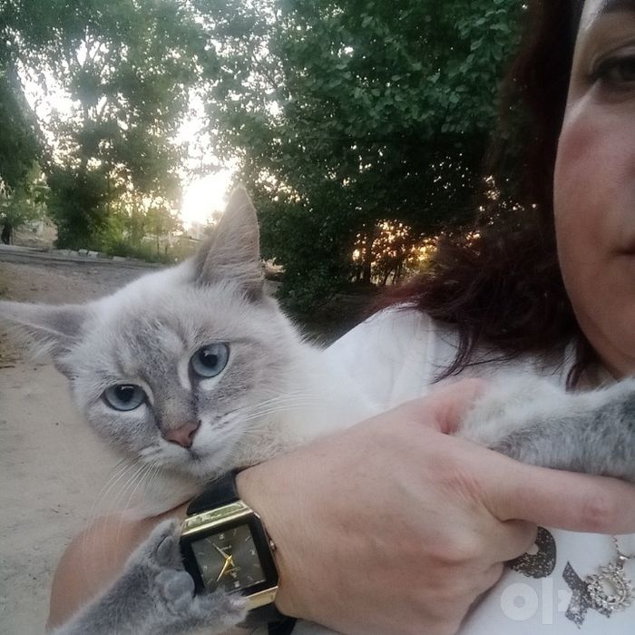Пристройство в хорошие добрые руки с отслеживанием судьбы