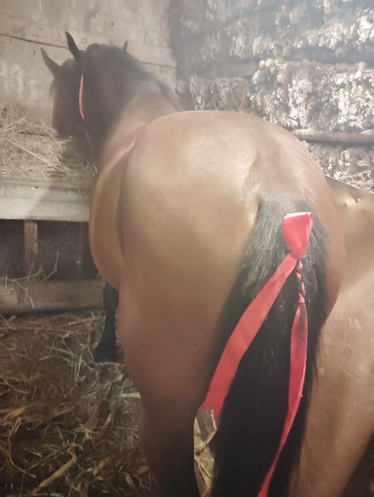 Cal de vânzare 6 ani sunt de acord pentru ori ce proba preț 80 mil