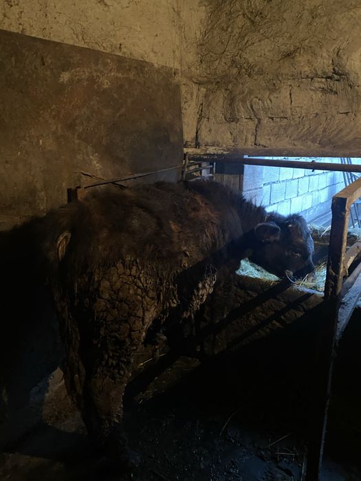 Продам быков 11мес