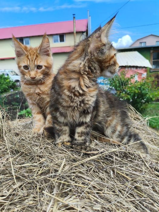 Продам котят мейн-куна, полидакты