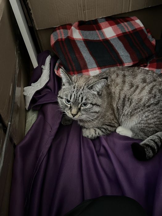 Вязка кота метис сиямского
