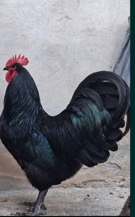 Qora shaxzoda horozlari sotiladi narhini kelishamiz 5 ta horoz