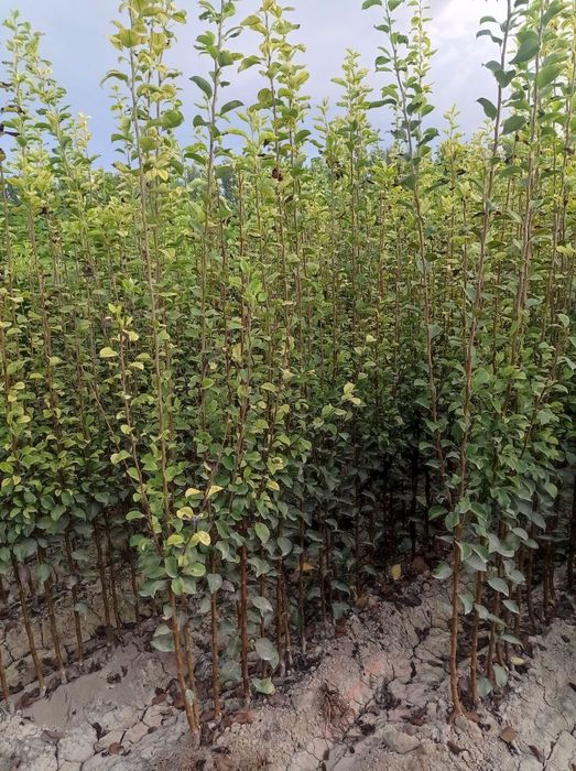 Мевали ва манзарали кучатлар сотилади