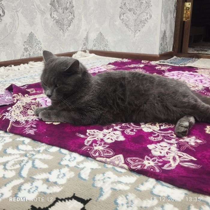 Mushik sotiladi 200ming