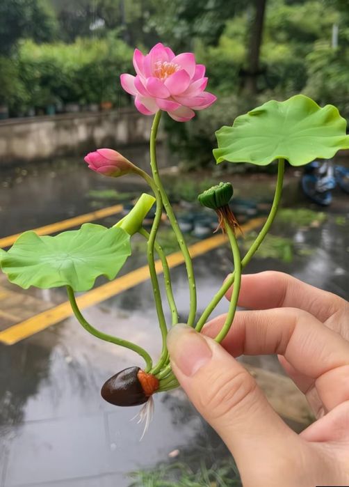 Продам семена Лотоса