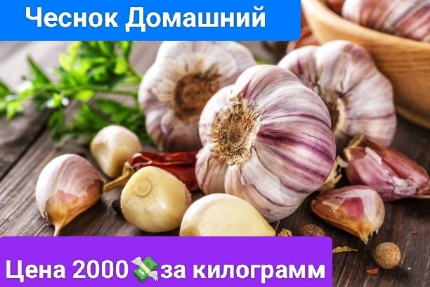 Продам домашний чеснок