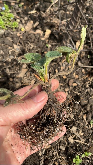 Клубника рассада