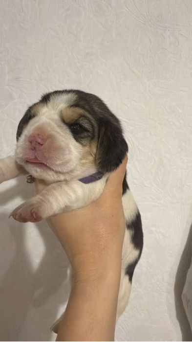 Бигль щенки, с отличной родословной