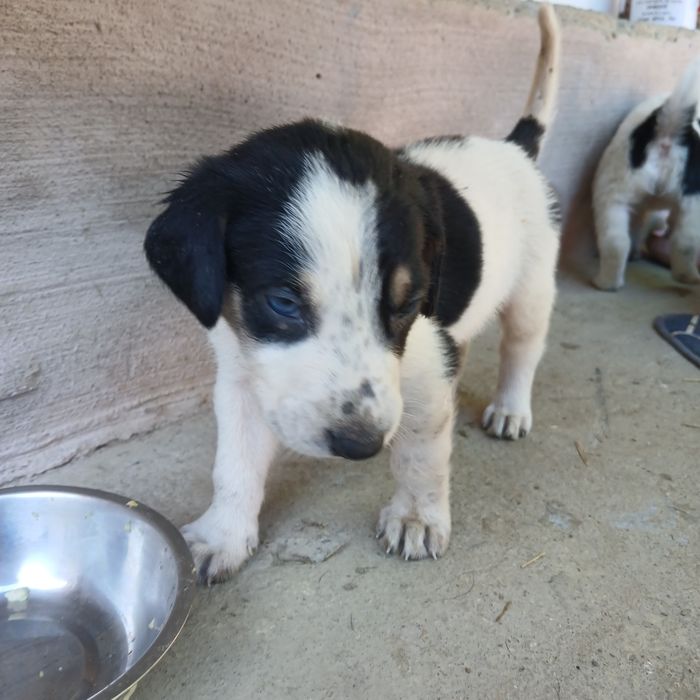 10 cățeluși drăgălași și jucăuși își caută famile.Au 4 săptămâni, provin din rasa Copoi Ardelenesc. Menționez că cățeluși nu sunt rasă pură.Adoptie!