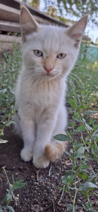 Отдам в хорошие руки!