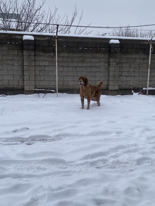 Төбет сатлады 1 жас