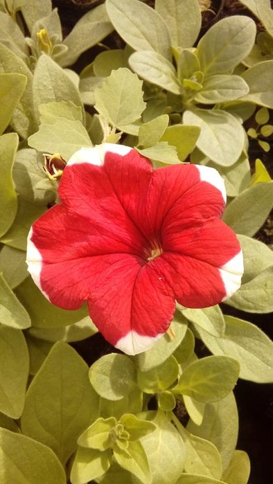 Питуния с теплицы 150 тг.