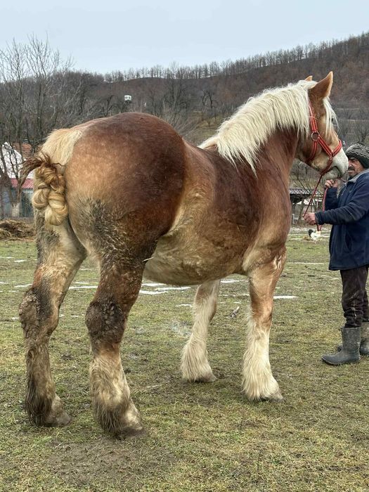 Vând Manza grea gestantă
