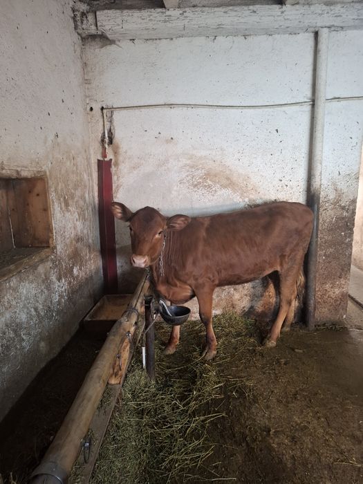 Vand vițeauă de8 luni