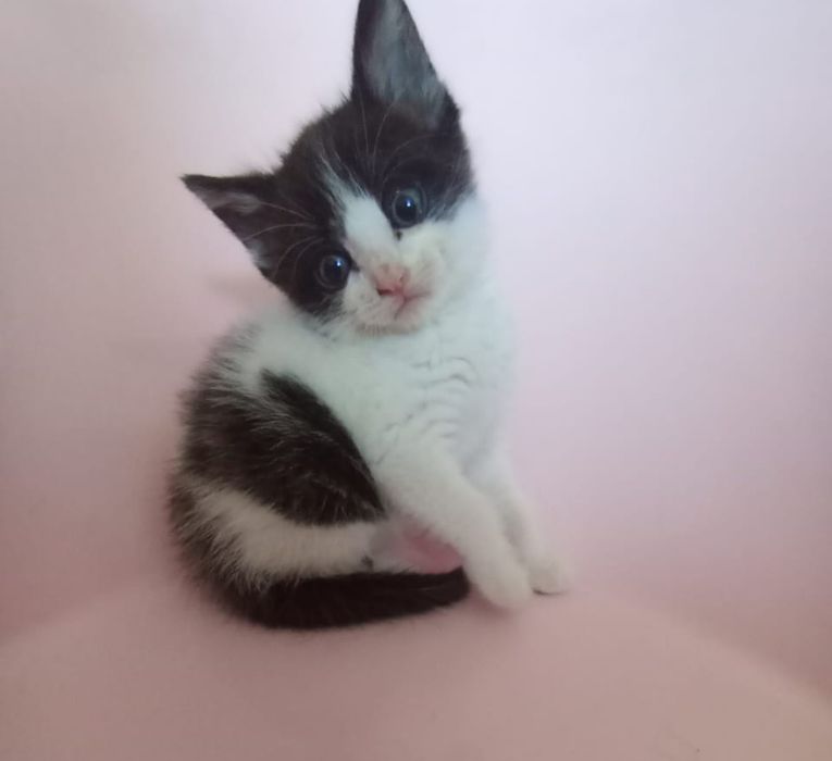 Котенок в добрые руки