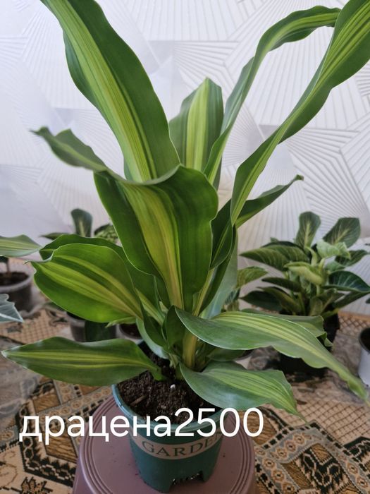 Бөлме гұлдері арзан