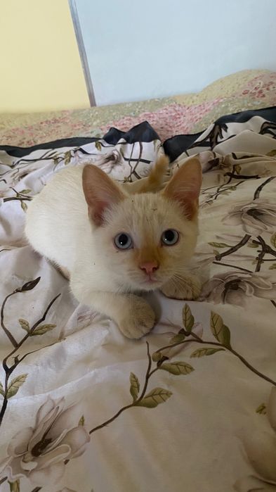 Мысықтар беремін/ котята