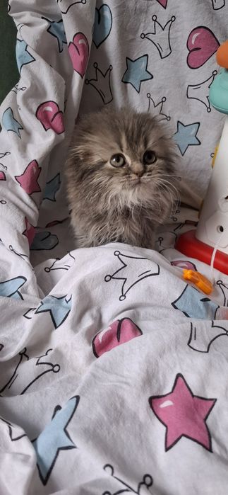 Котёнок Кузя вислоушка