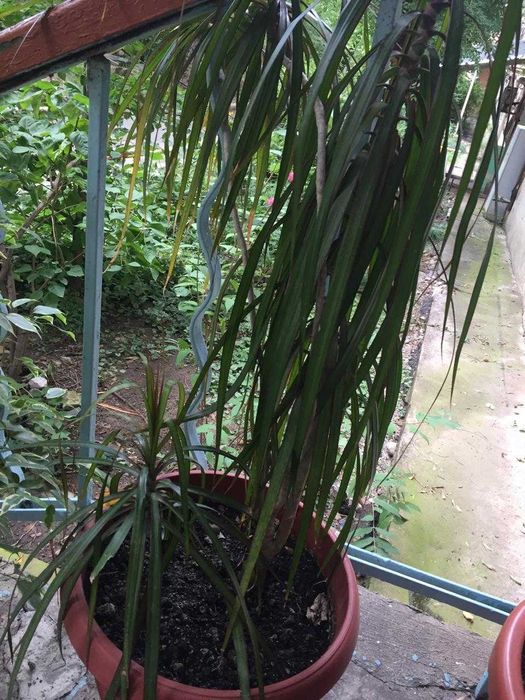 Продам драцену большую