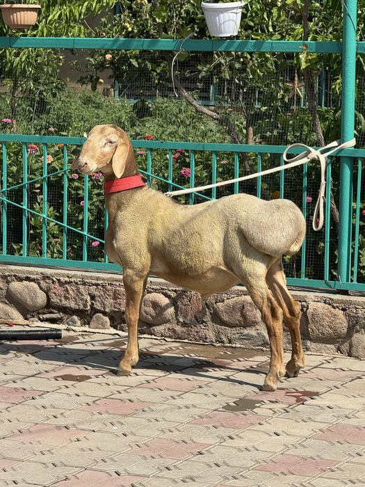 Продаю кошкарчика Арашан