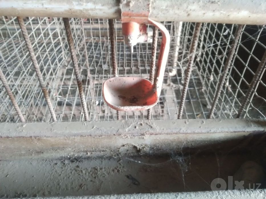 Tovuq setka qafas kataklari