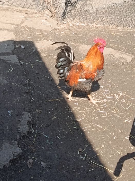 Продам молодых петухов