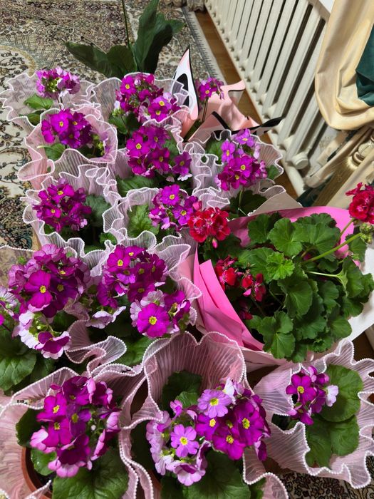 Продаются комнатные цветы