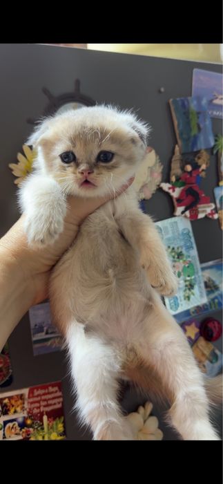 Продаются котята фолд и страйт