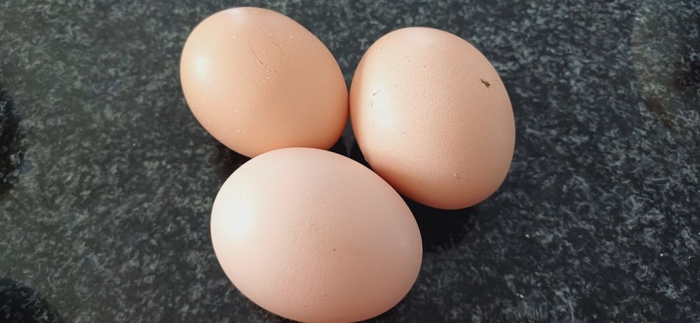 Brahma Oua pentru incubat