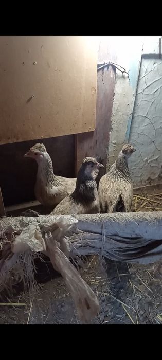 Тауық тауық тауық