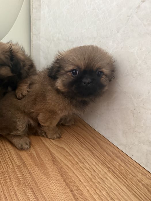 Чистокръвни пекинези