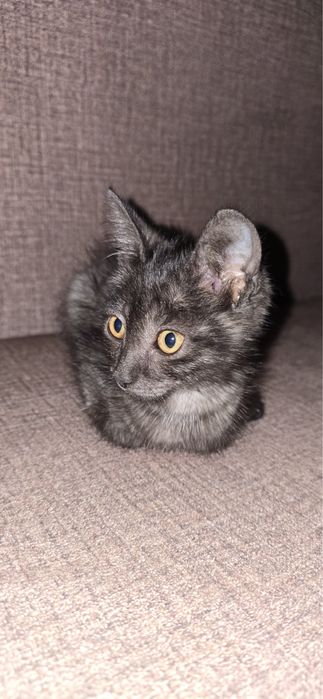Котик ищет любящую семью