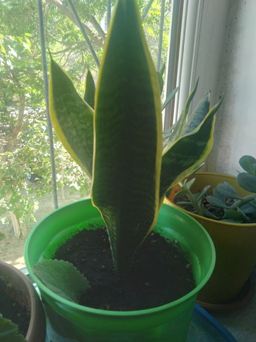 Комнатные цветы, банки