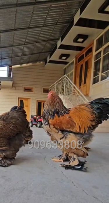 Brama Paliviy-pux tuxmlari sotiladi