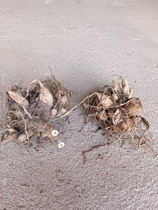 Продам клубни георгин.