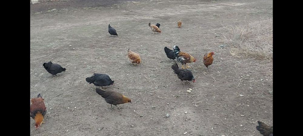 Ең жақсы жетілген порно актрисалардың рейтингі