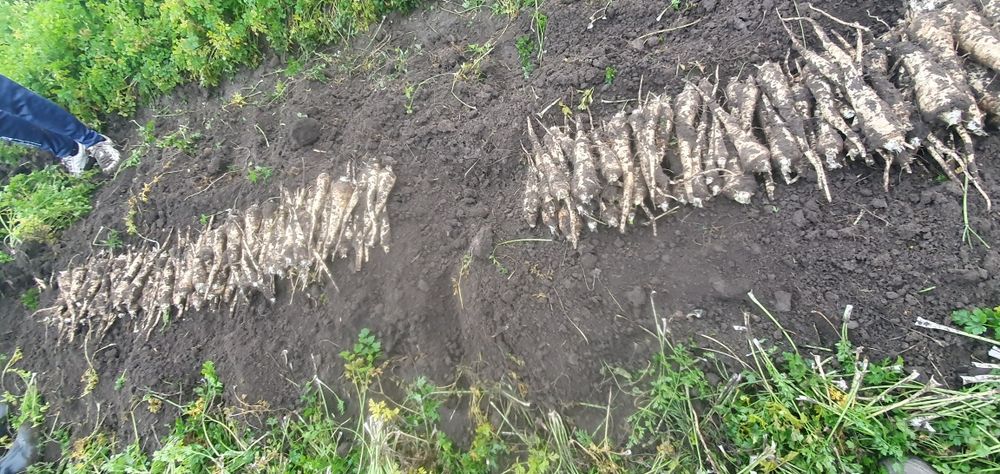 Morcov ,telina ,patrunjel ,pastarnac