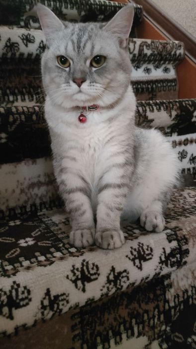 Mushuk sotladi oqat idishi hojat idshi qoshib berladi ogil bola 6 oyli