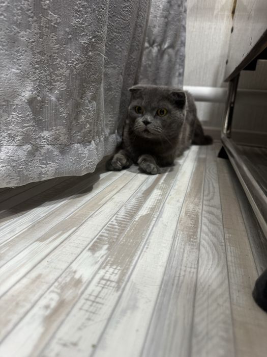 шотландская кошечка