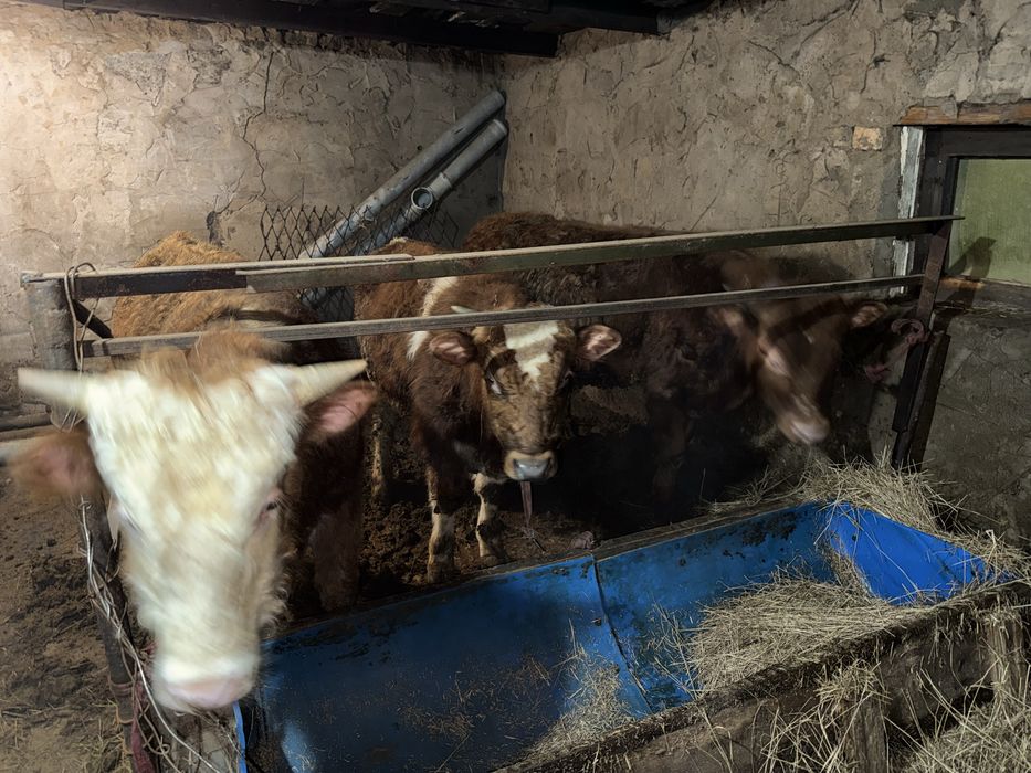 Продам бычков в шахтинске