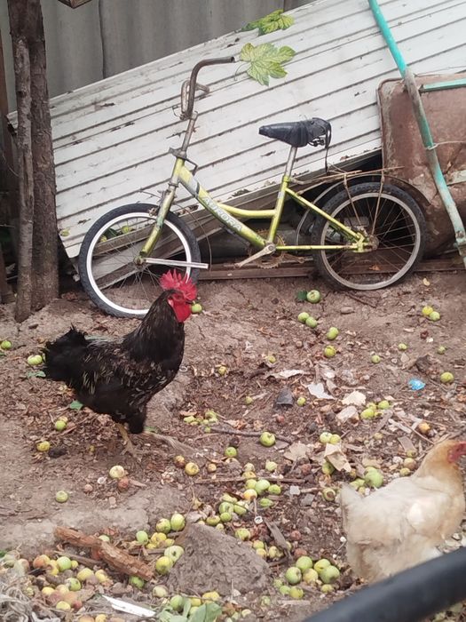 Продам курей и петуха